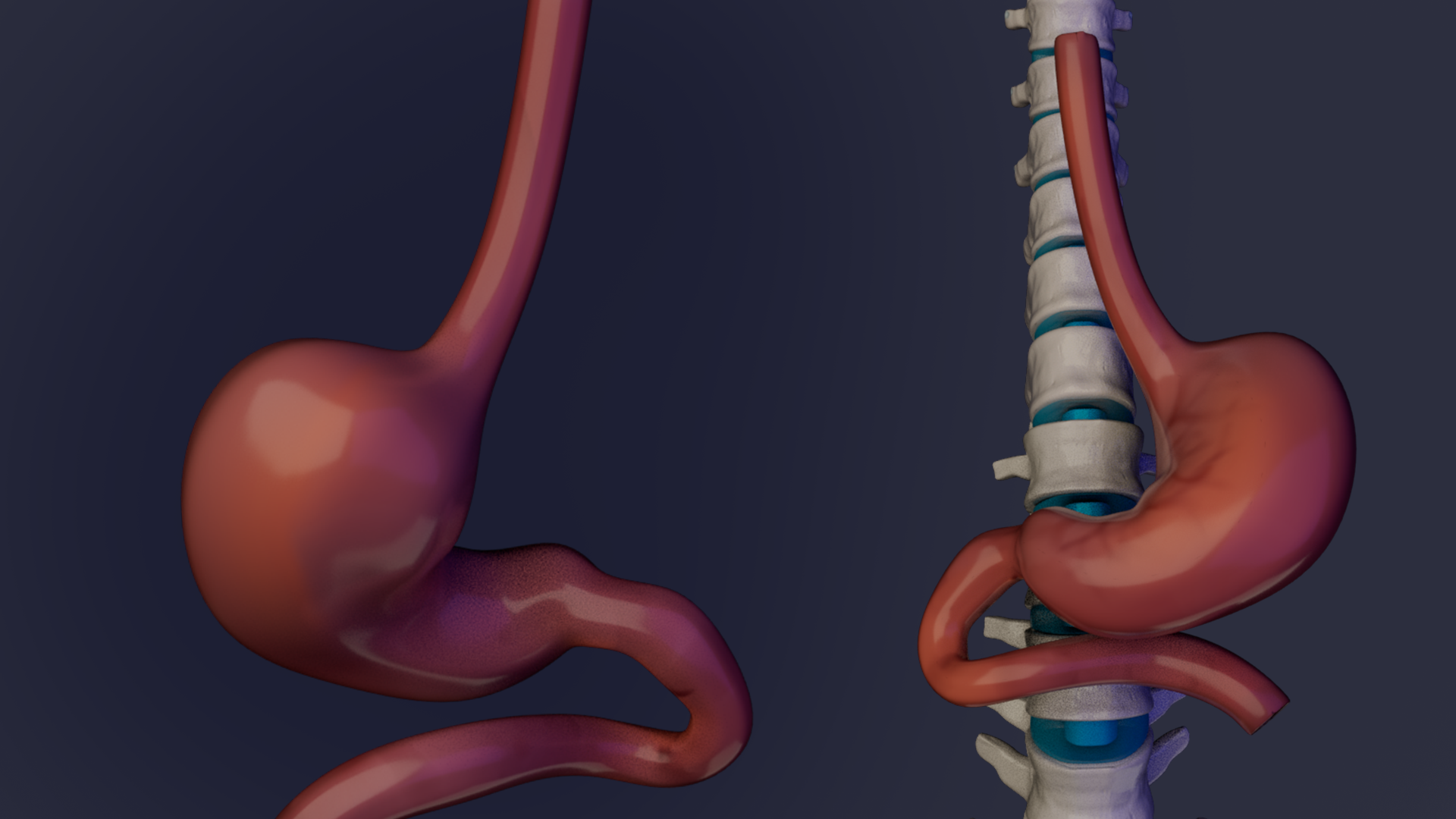 Thoracic Skeleton 3